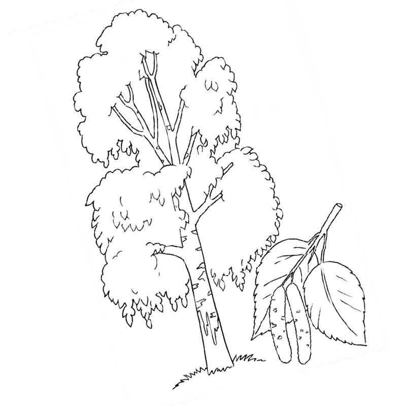Раскраски берёза, Раскраска белая береза зимой без листьев растения.