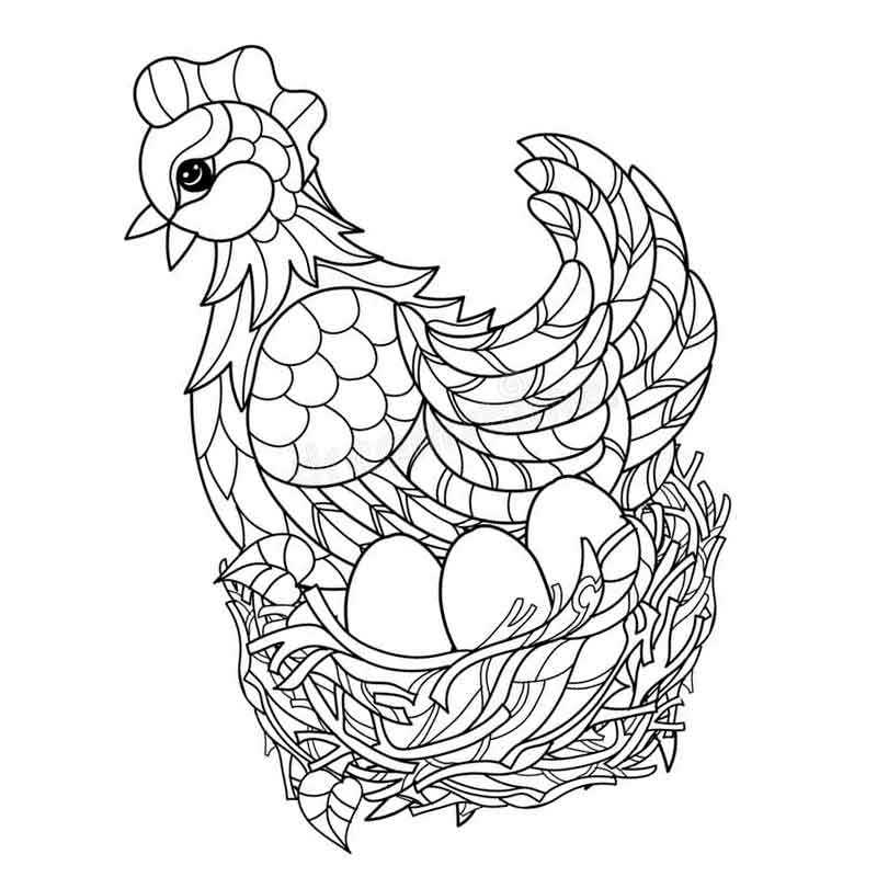 красивая курица сидит на яйцах