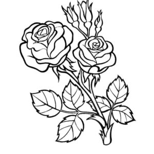 красивые розы