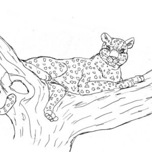 Красивый леопард на дереве