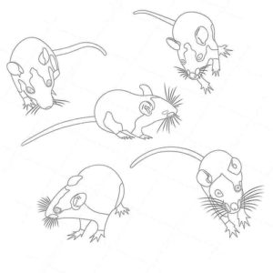 Креативная крыса