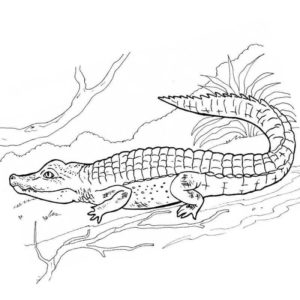 крокодил на природе