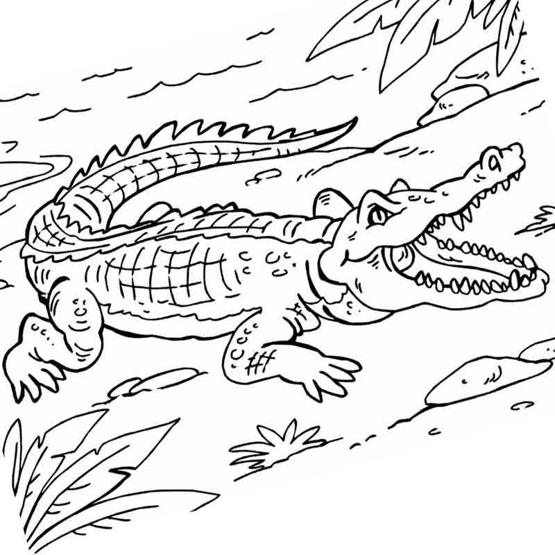 Раскраска Крокодил для малышей