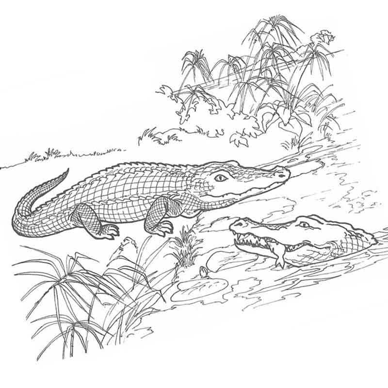 крокодилы охотники