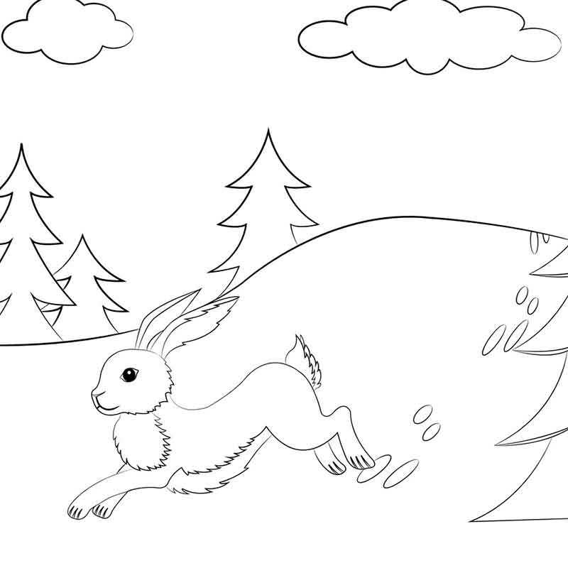Кролик бежит в лесу