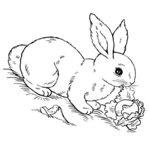 кролик кушает капусту