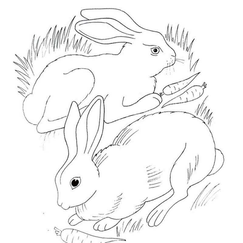 кролики с моркавками