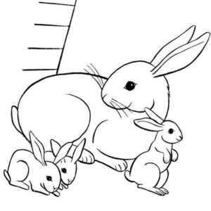 кроликов семья