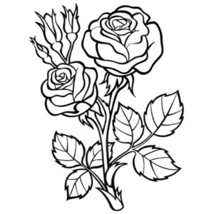 крупный букет цветов розы