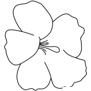 крупный цветок гавайская роза