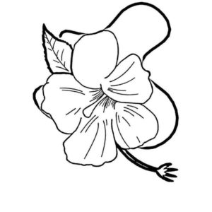 крупный цветок гибискус