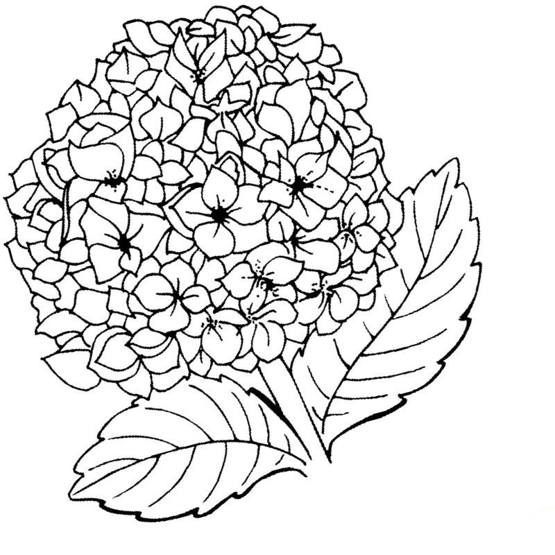 крупный цветок гортензия