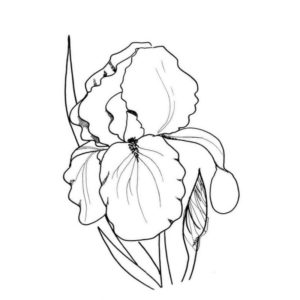 крупный цветок ирис