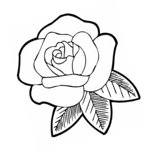 крупный цветок роза