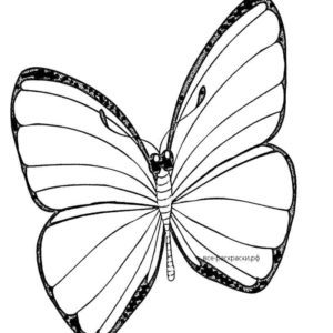 Крутая бабочка