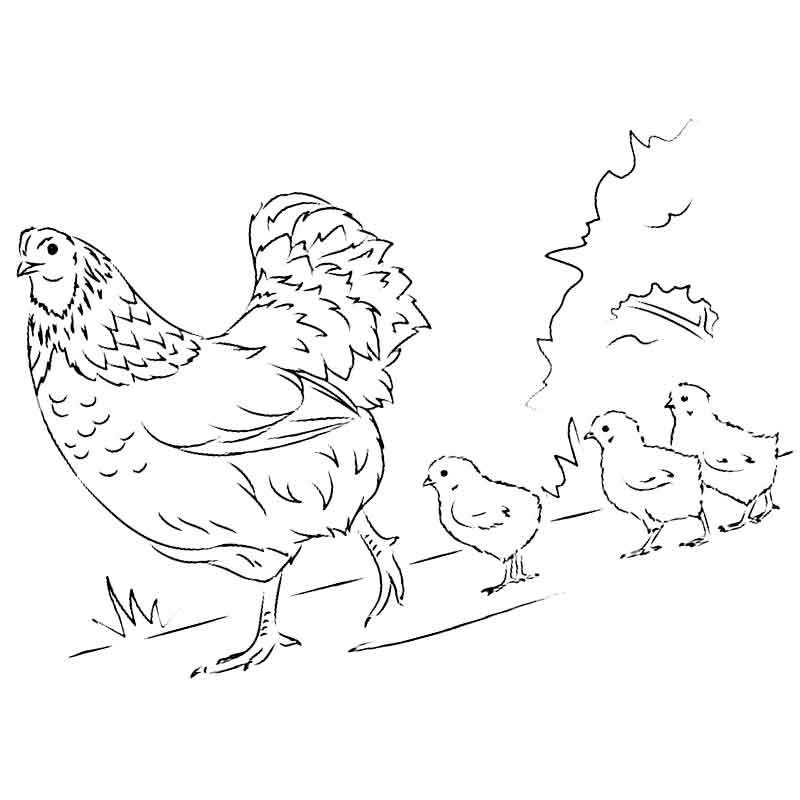 Курица. Картинка для детей