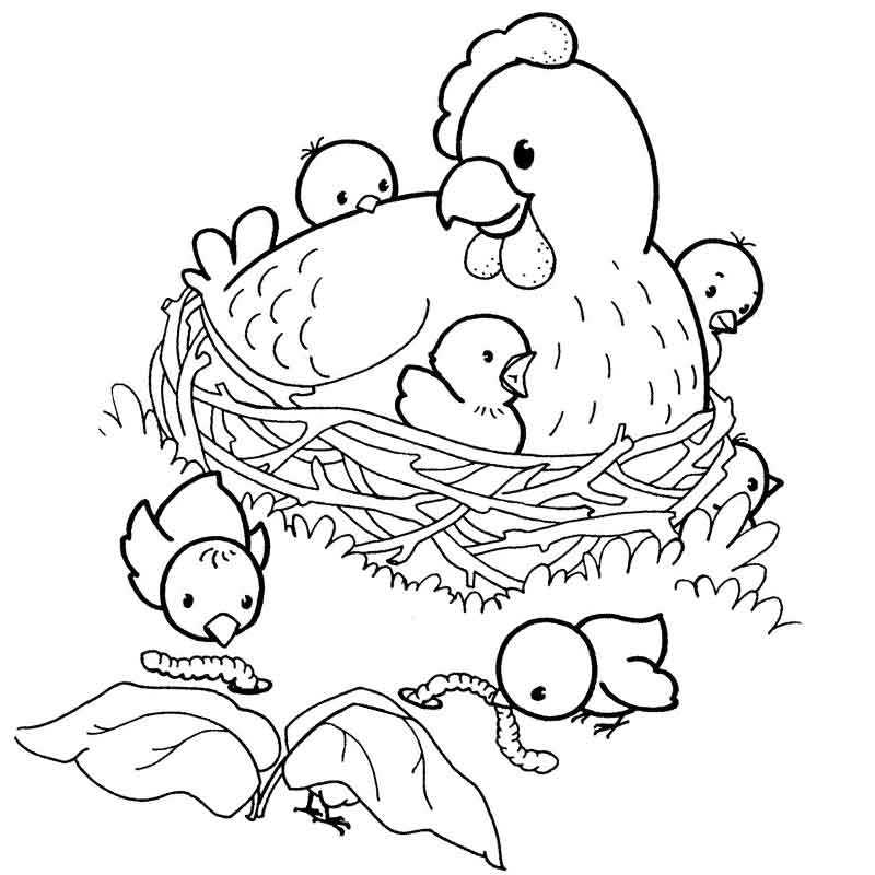 курица и ее семья