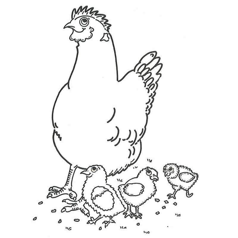 курица и ее три птеньчика