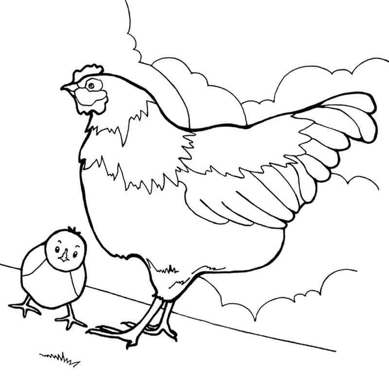 курица на прогулке с птенцом
