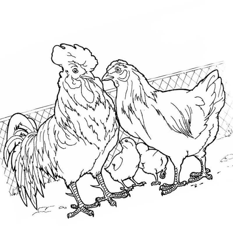 курица с петухом и двумя цыплятами