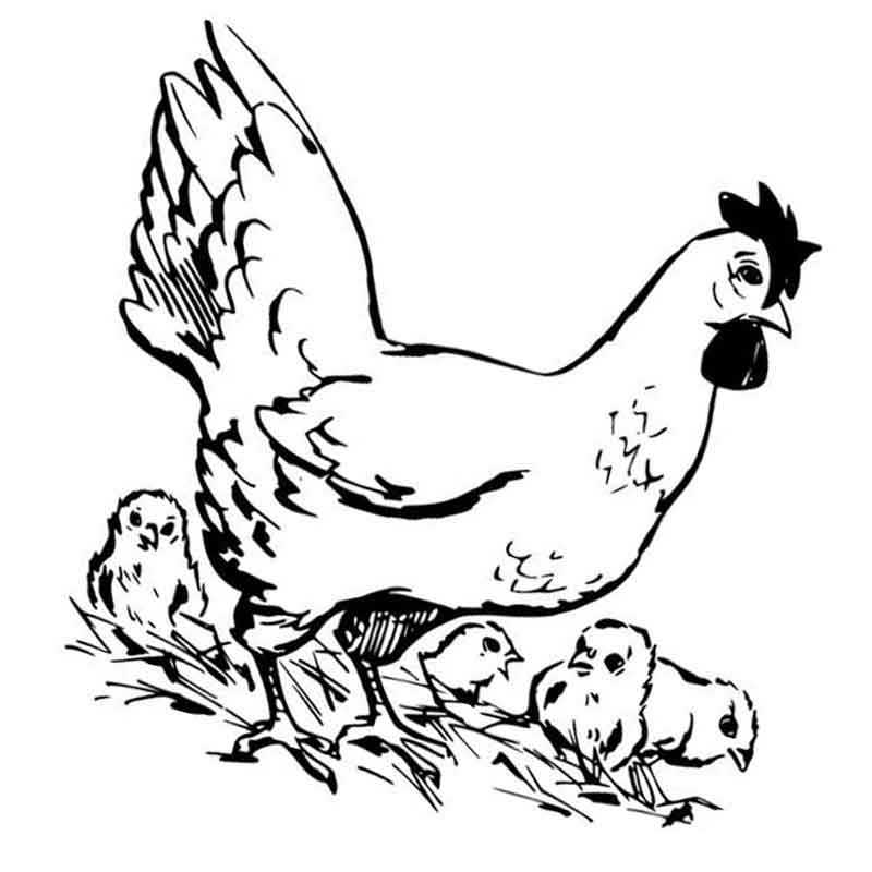 курица со своими птенцами