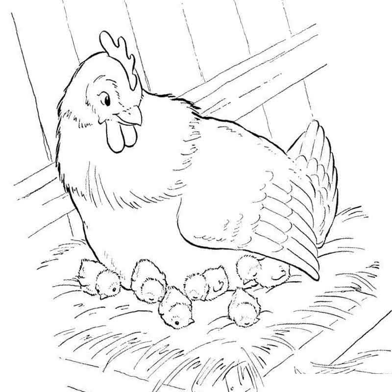 курица высидела цыплят