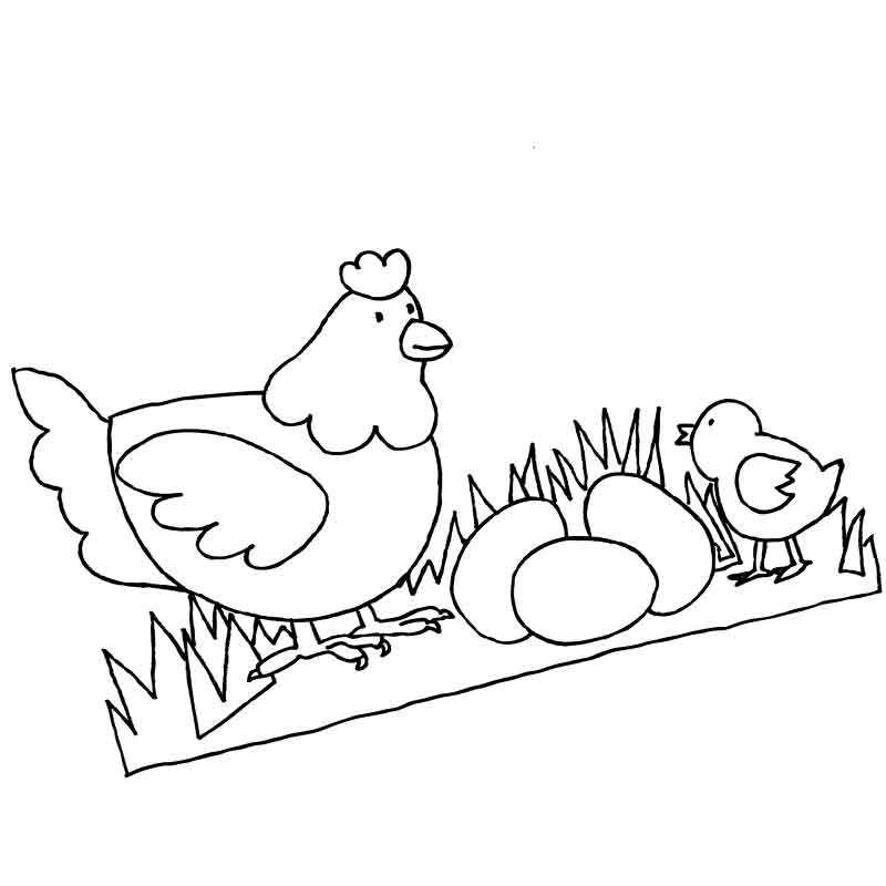 курица яйца и цыпленок