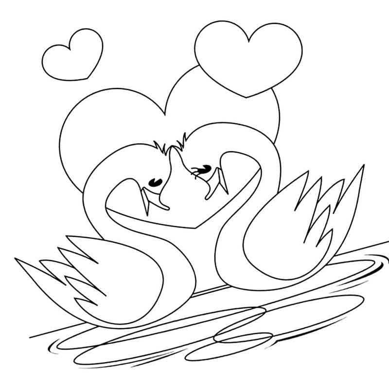 лебединая любовь