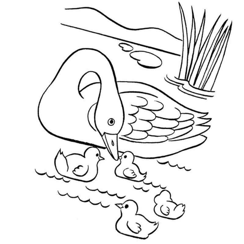 Лебедь раскраска (65 фото)
