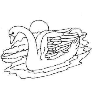 лебедь в воде на закате