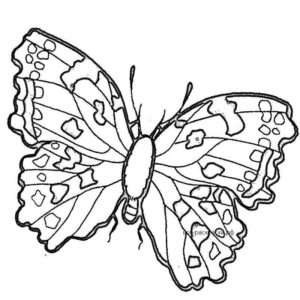 Легкая красивая бабочка