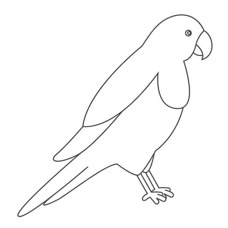 Легкий попугай