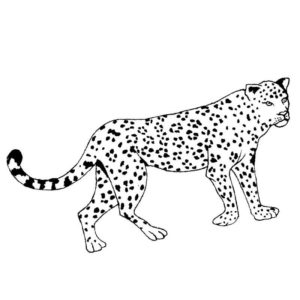 Леопард на прогулке