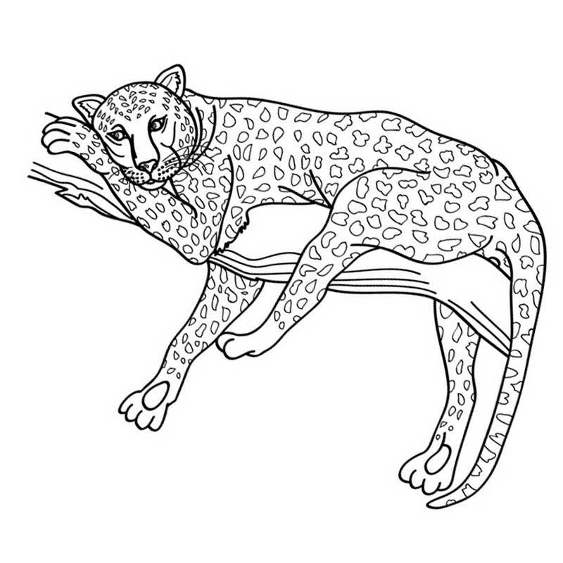 Леопард перед сном