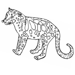 Леопард подросток