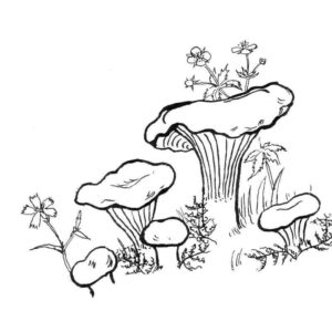 лес грибы ягоды