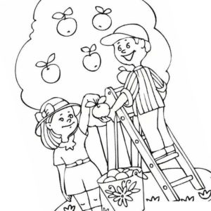 летний урожай яблок