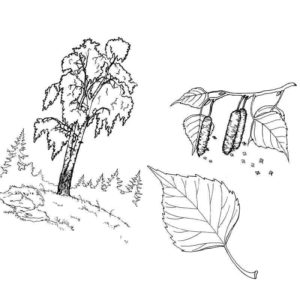 лиственное дерево береза
