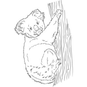 лохматая коала