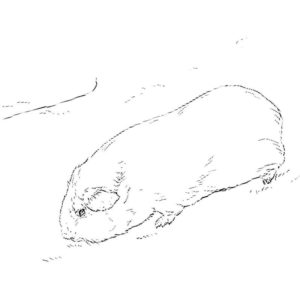 лохматая морская свинка