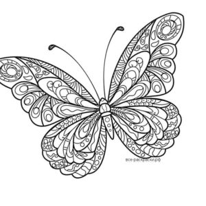 Любимая бабочка
