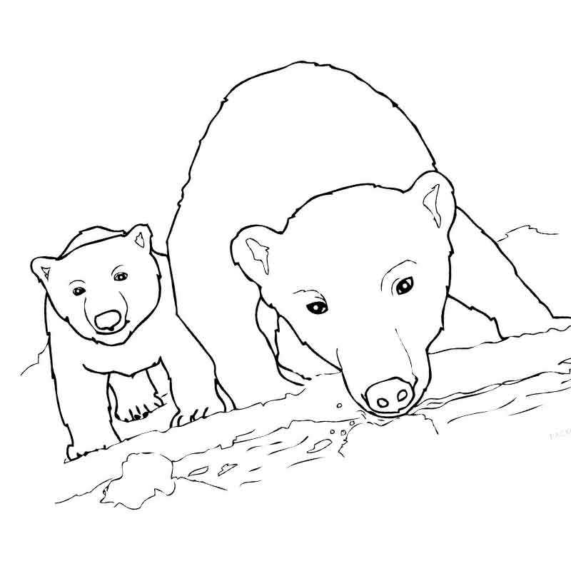 любопытная мама белого медвежонка