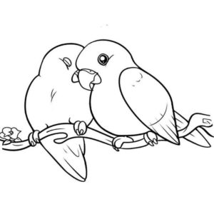 любовь между попугаями