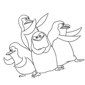 Мадагаскар Пингвины