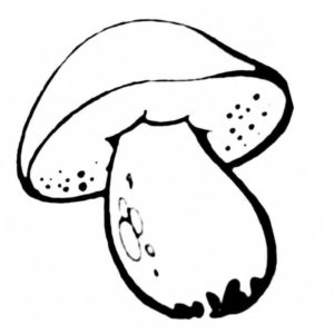 маленький белый гриб