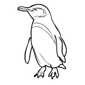 маленький галапагосский пингвин