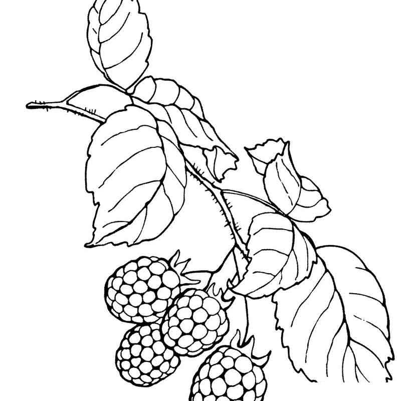 малиновые ягоды