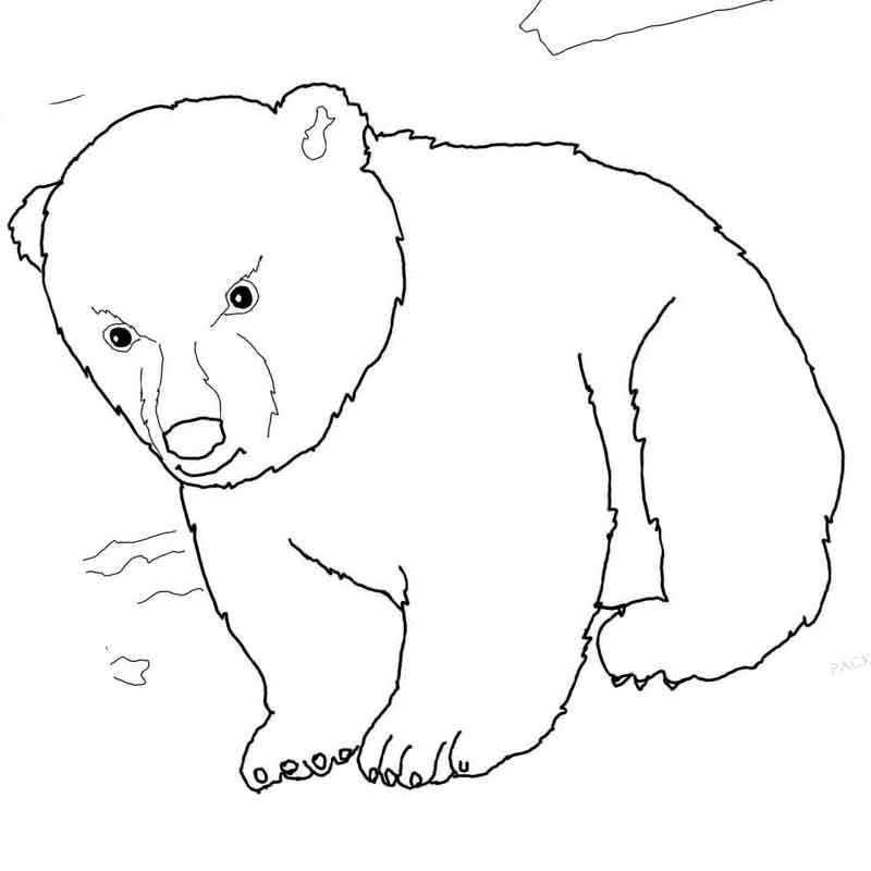 Стоковые фотографии по запросу Белый медведь рисунок