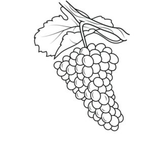 мелкий виноград