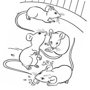 мыши в клетке